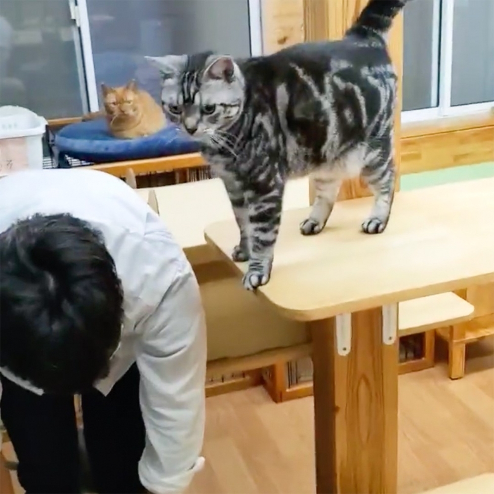 背後大橘：「人類又在搞新把戲了」