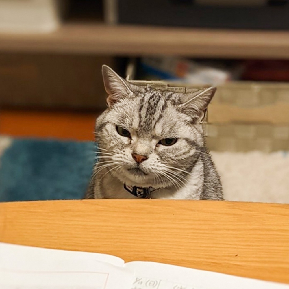 喵:「就是因為你,小奴才都不陪朕了!氣!」