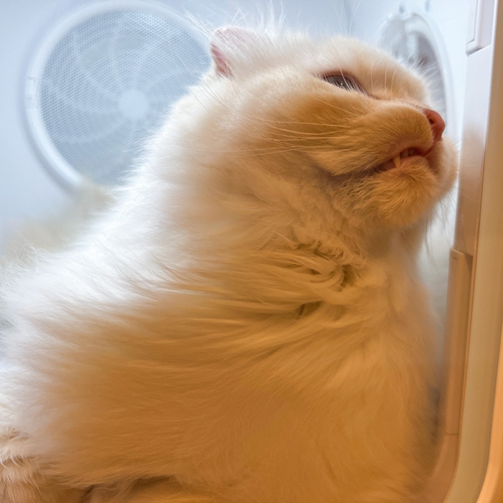 喵：「你們記得朕的這一面就好了！」