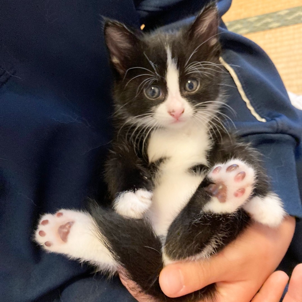 喵：「剛到新家要矜持一點～」