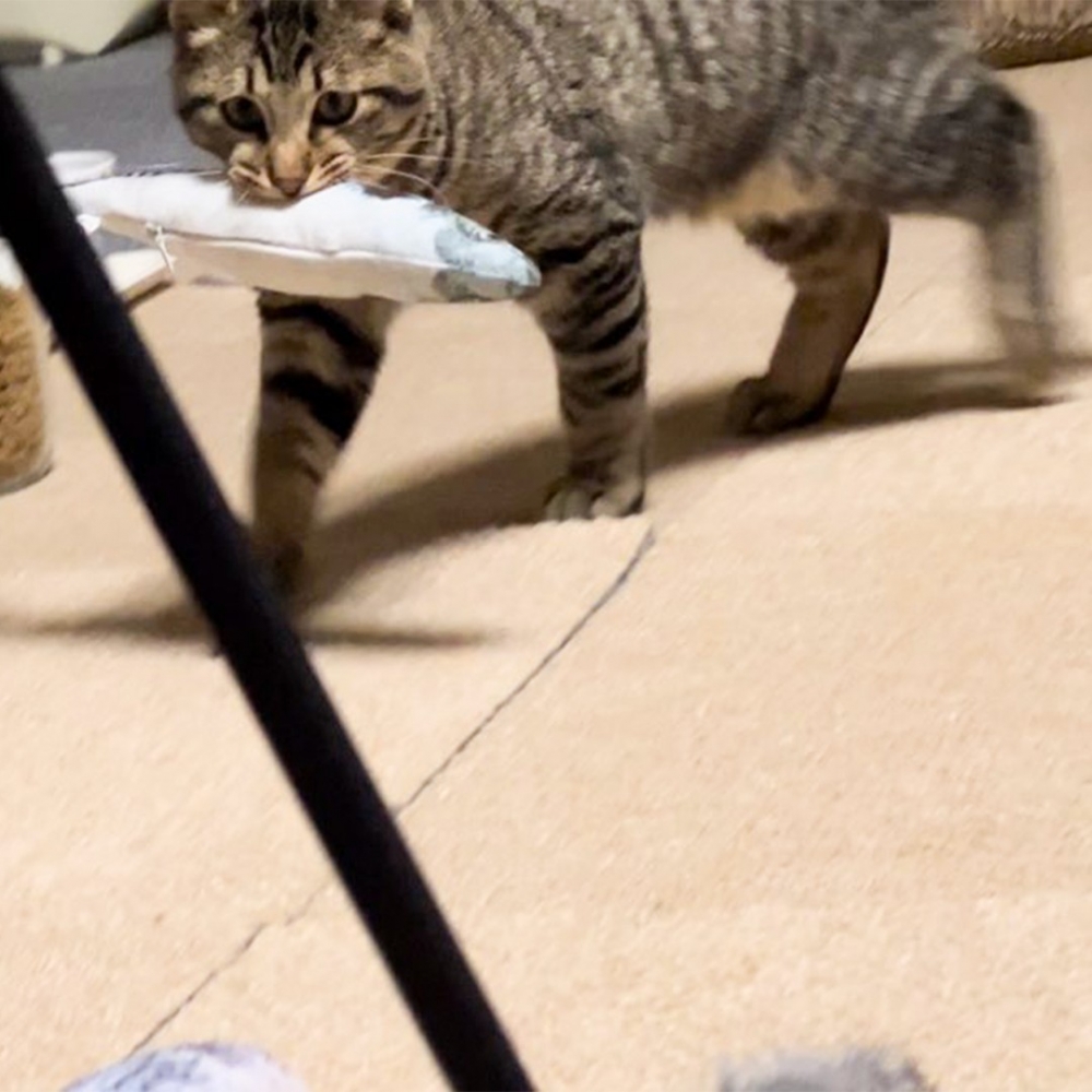 喵:「送小魚回家了~」