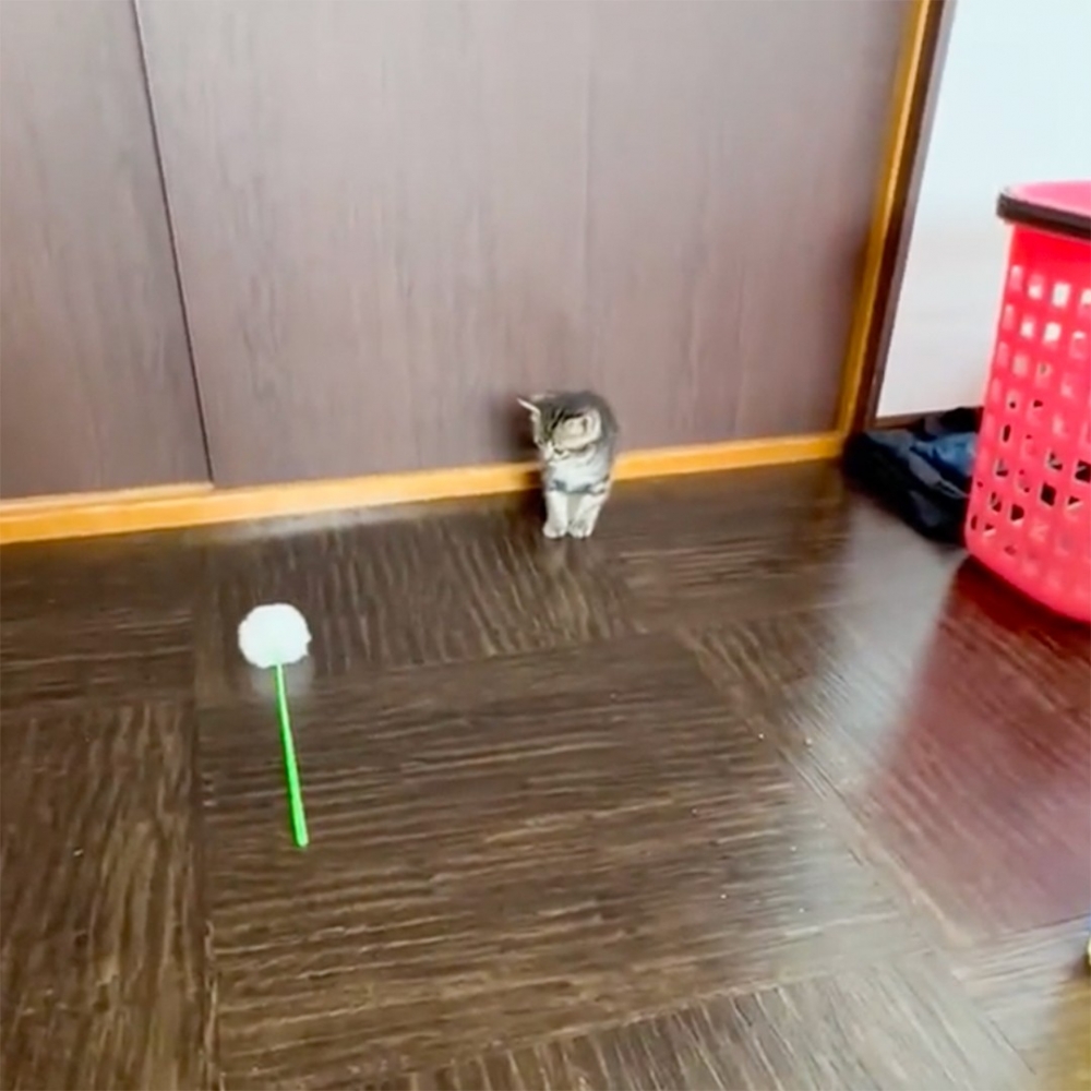 喵崽反射弧：「窩還在南半球！等等！」