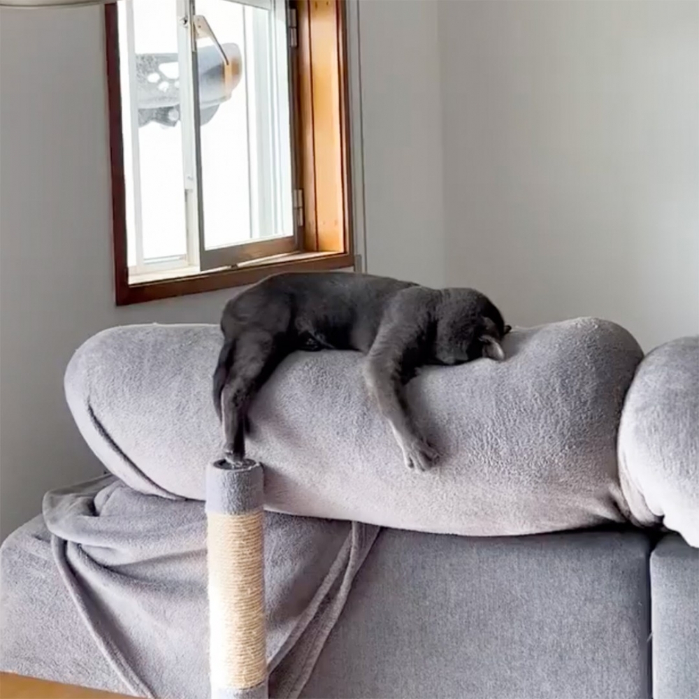 喵：「做保姆太辛苦了······」