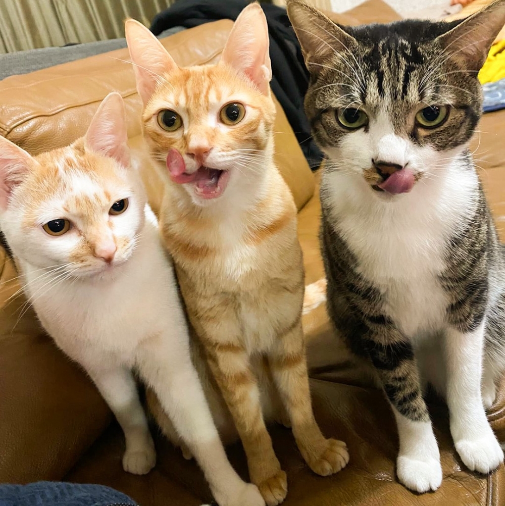 奴才：「有隻忘吐舌頭了XD」