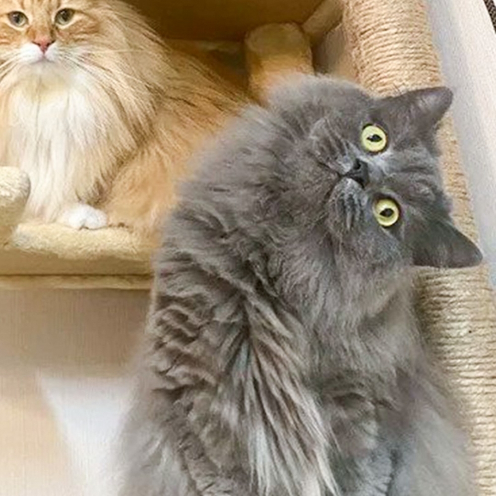 喵：「來吸貓咪嗎？」