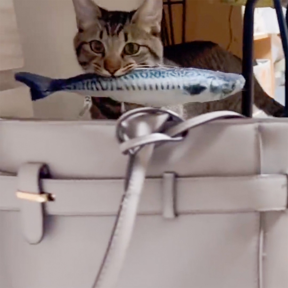 喵:「這可是最高級的賞賜!」