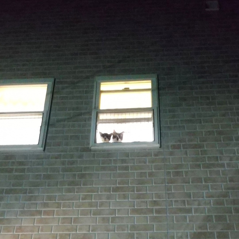 奴才：「感動～～今天的罐罐翻倍！」