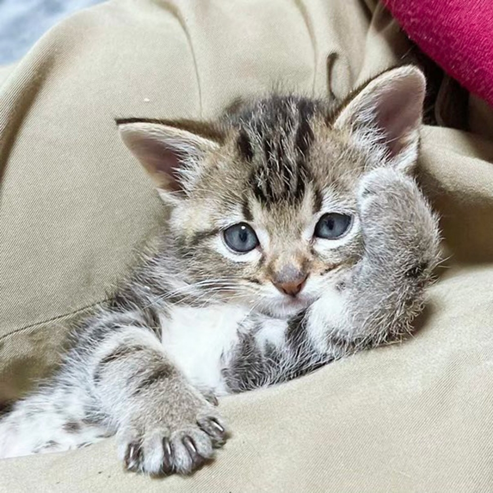 喵崽：「剛剛的逗貓棒是怎麼出來的？」