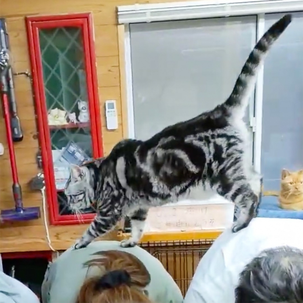 喵：「皇帝就是要雨露均沾，每個人都要踩一腳～」