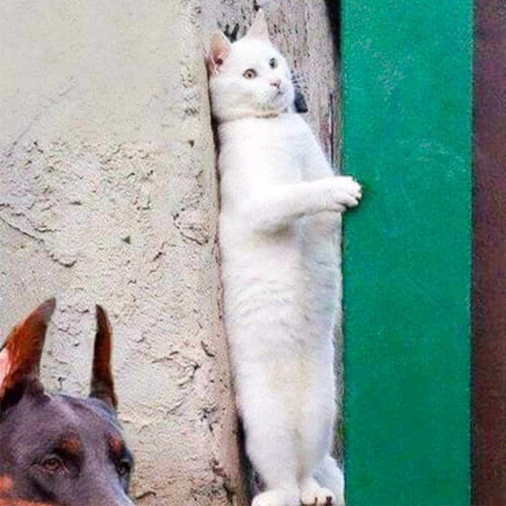 喵：「演技那當然是隨時在線的～」