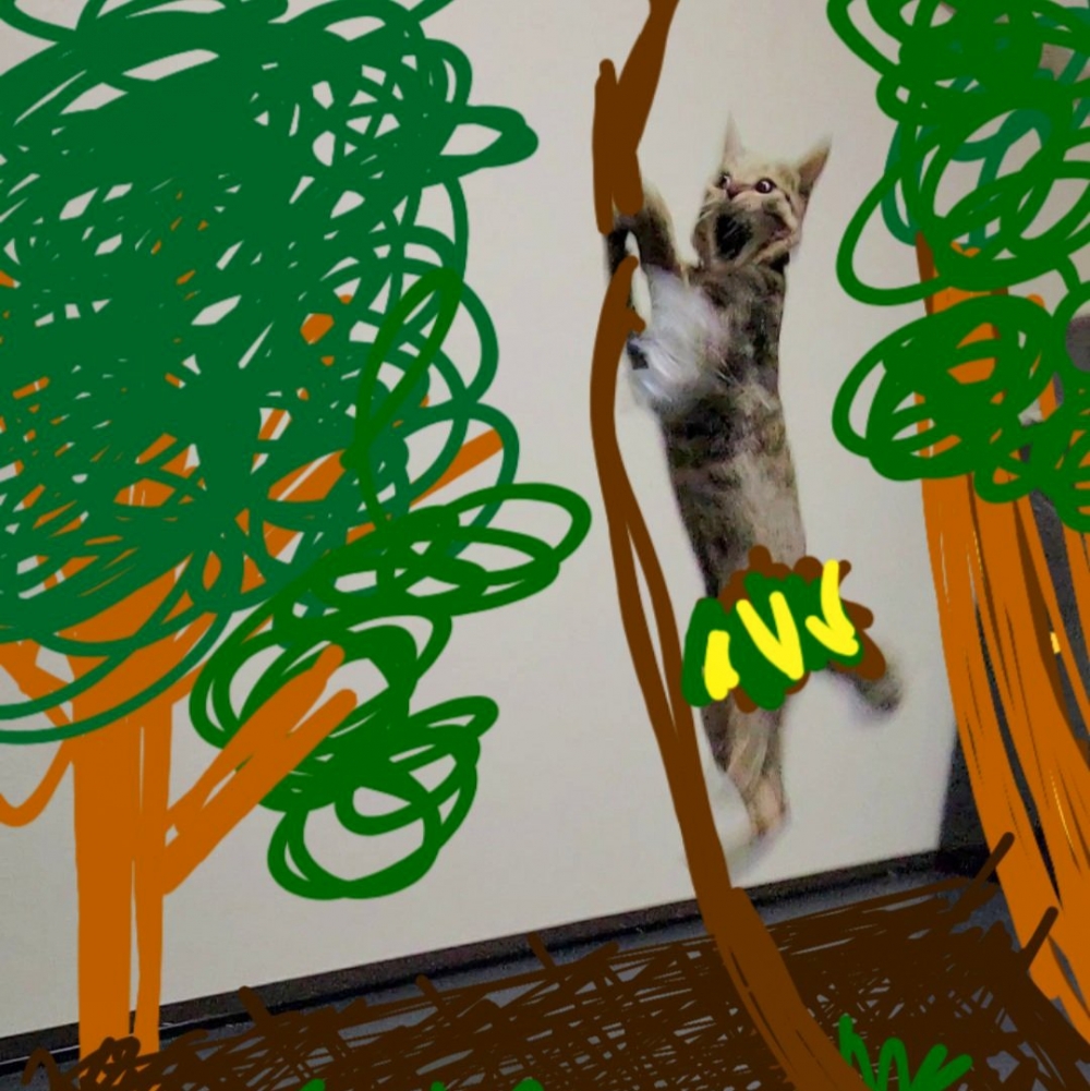 喵：「不要亂幫朕加效果啦！」