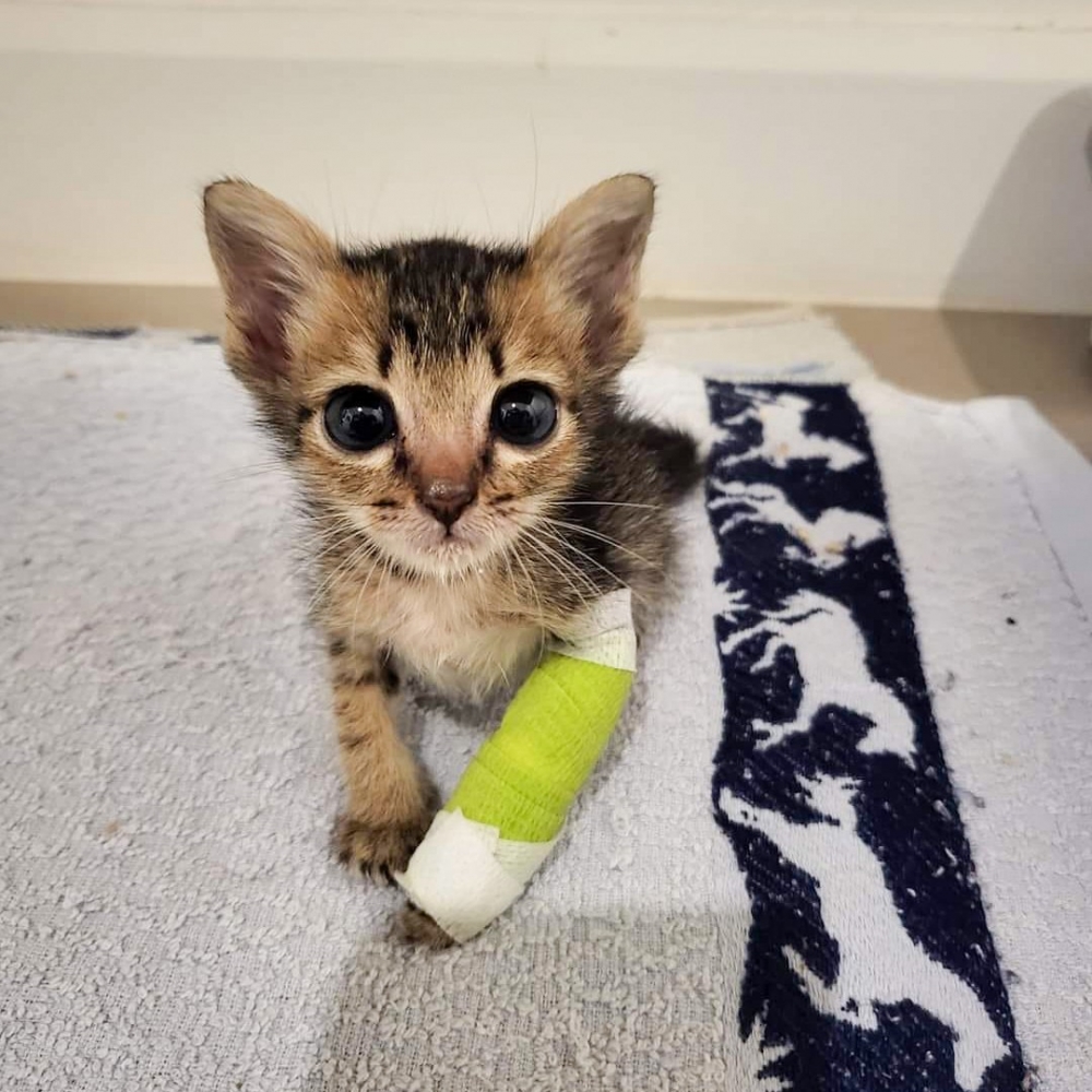 奴才:「我有預感牠還會越獄?」