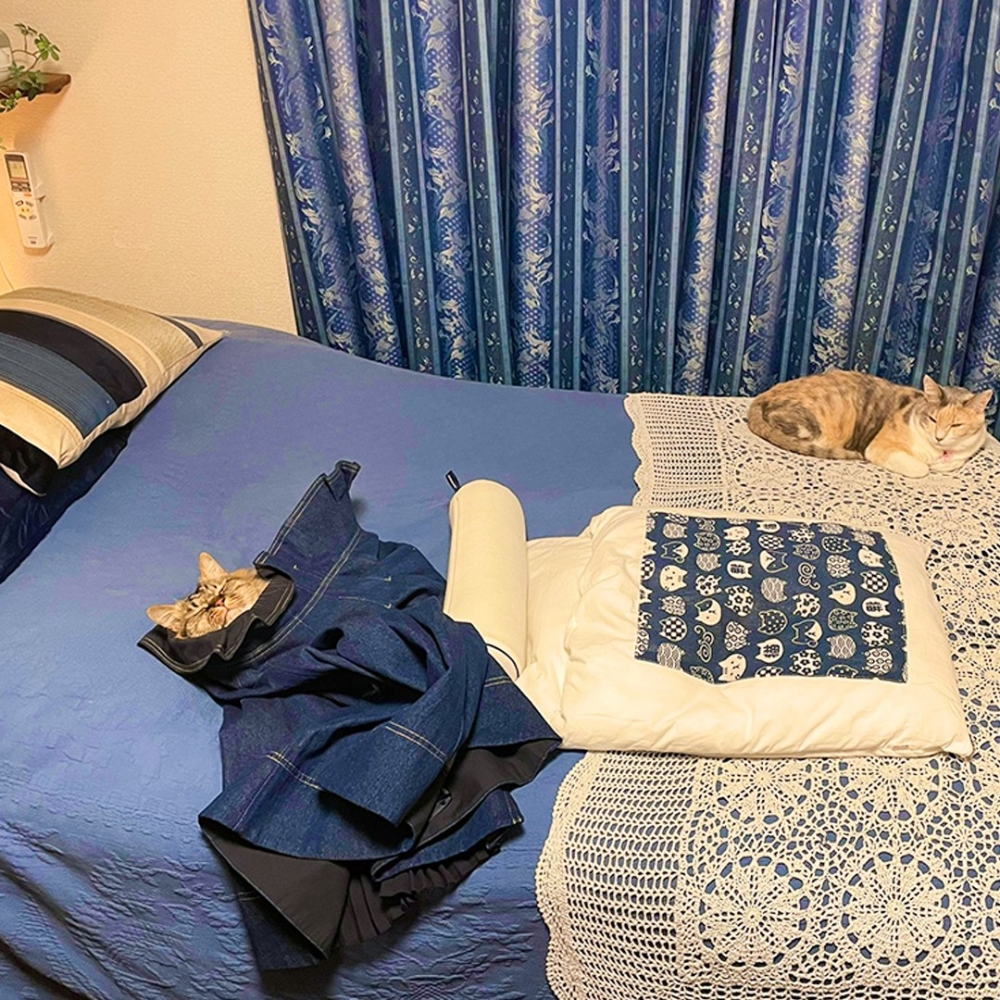 虎斑喵：「這件衣服就是朕的了～」