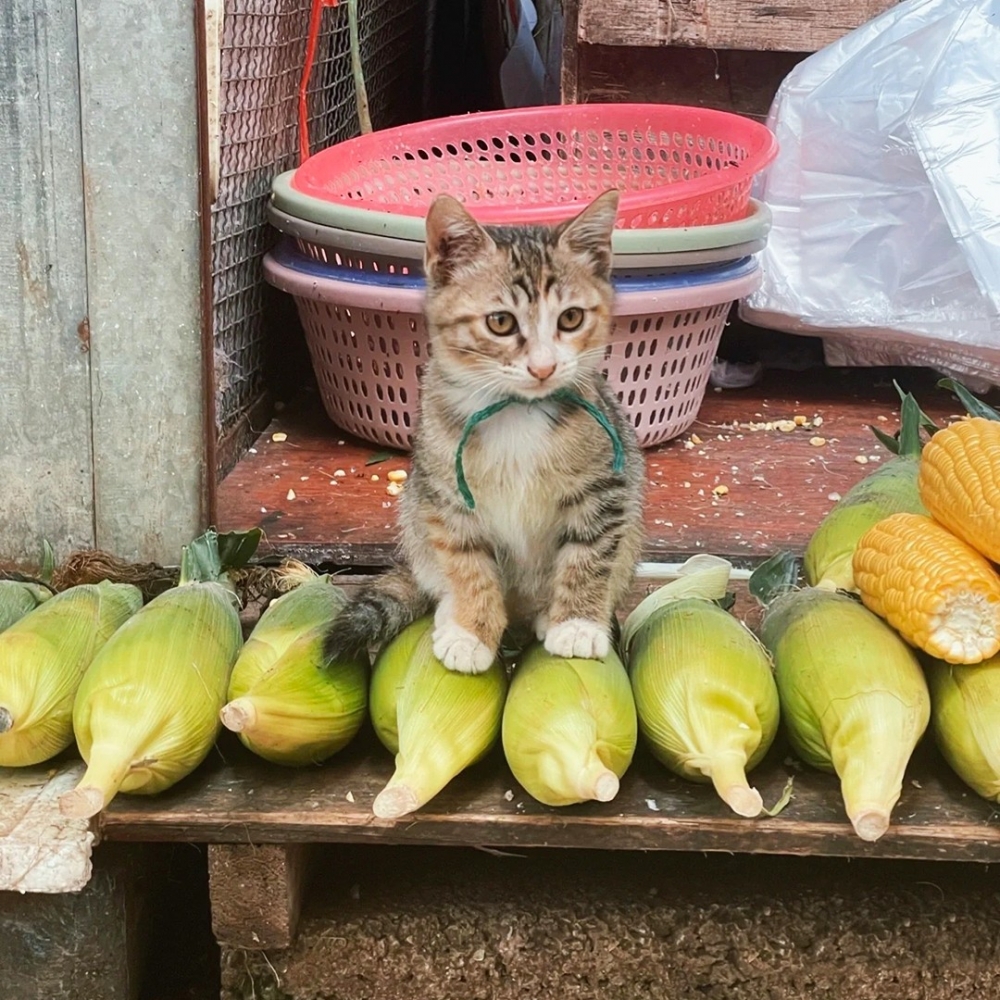 喵:「窩買菜不買身,不給摸!」
