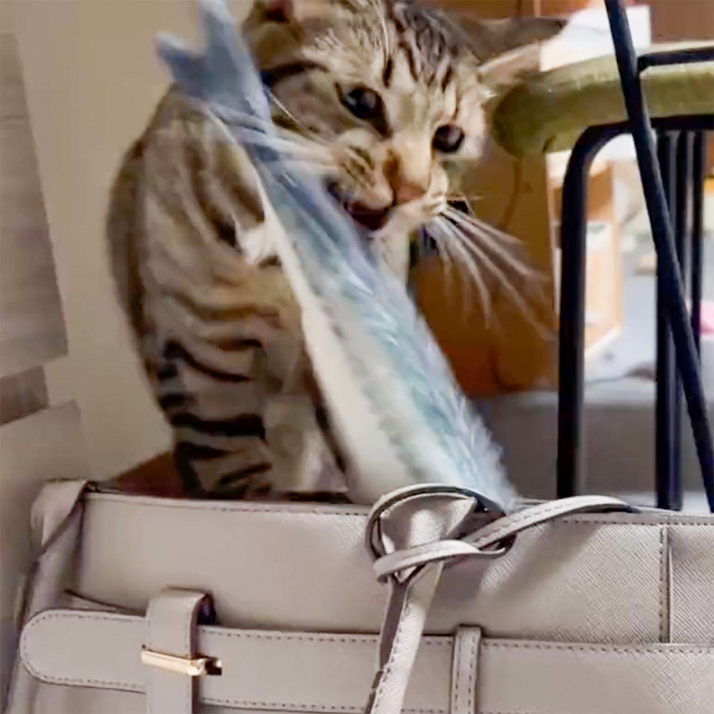 喵:「下去吧~朕的愛魚」