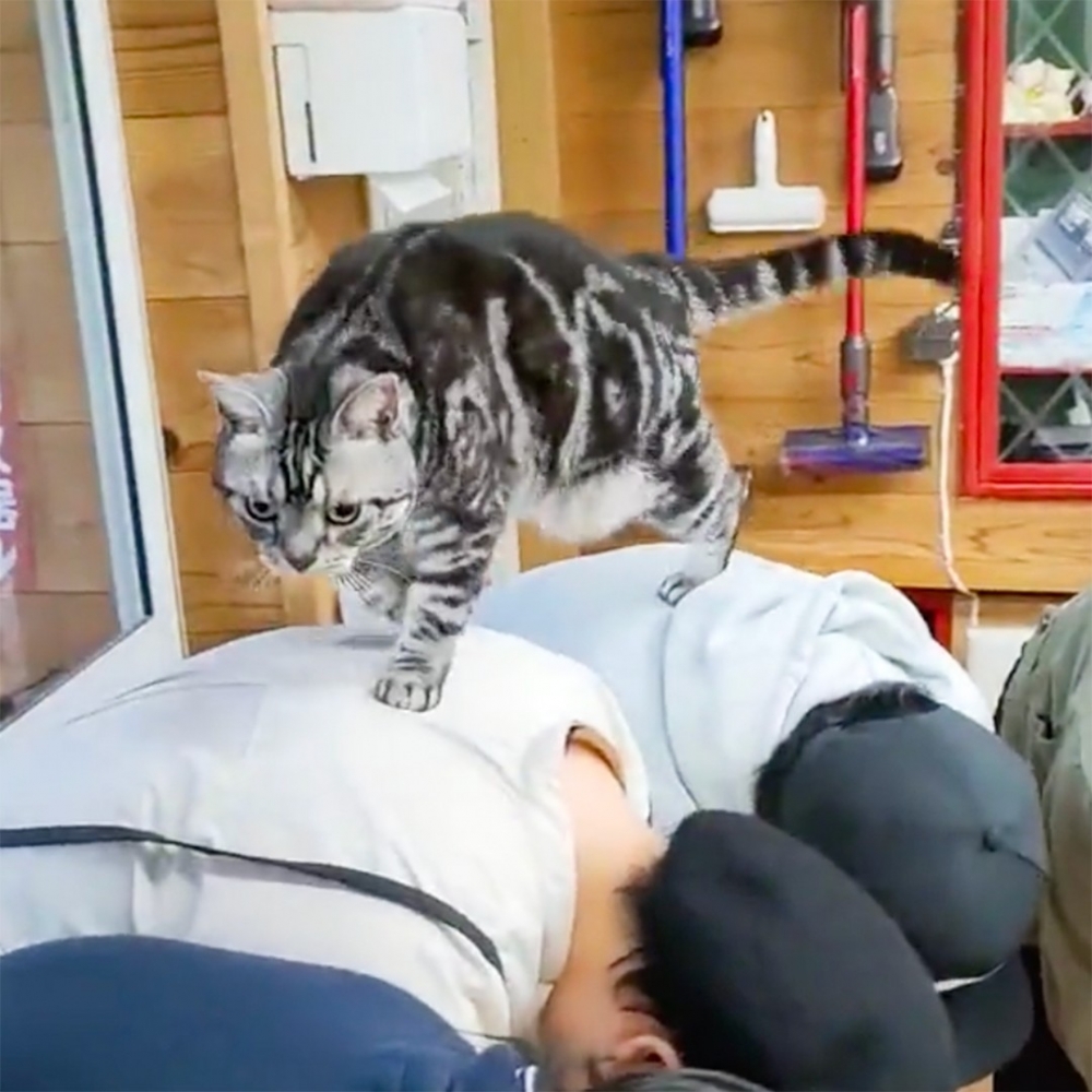 奴才：「噢～氣勢上來了！」