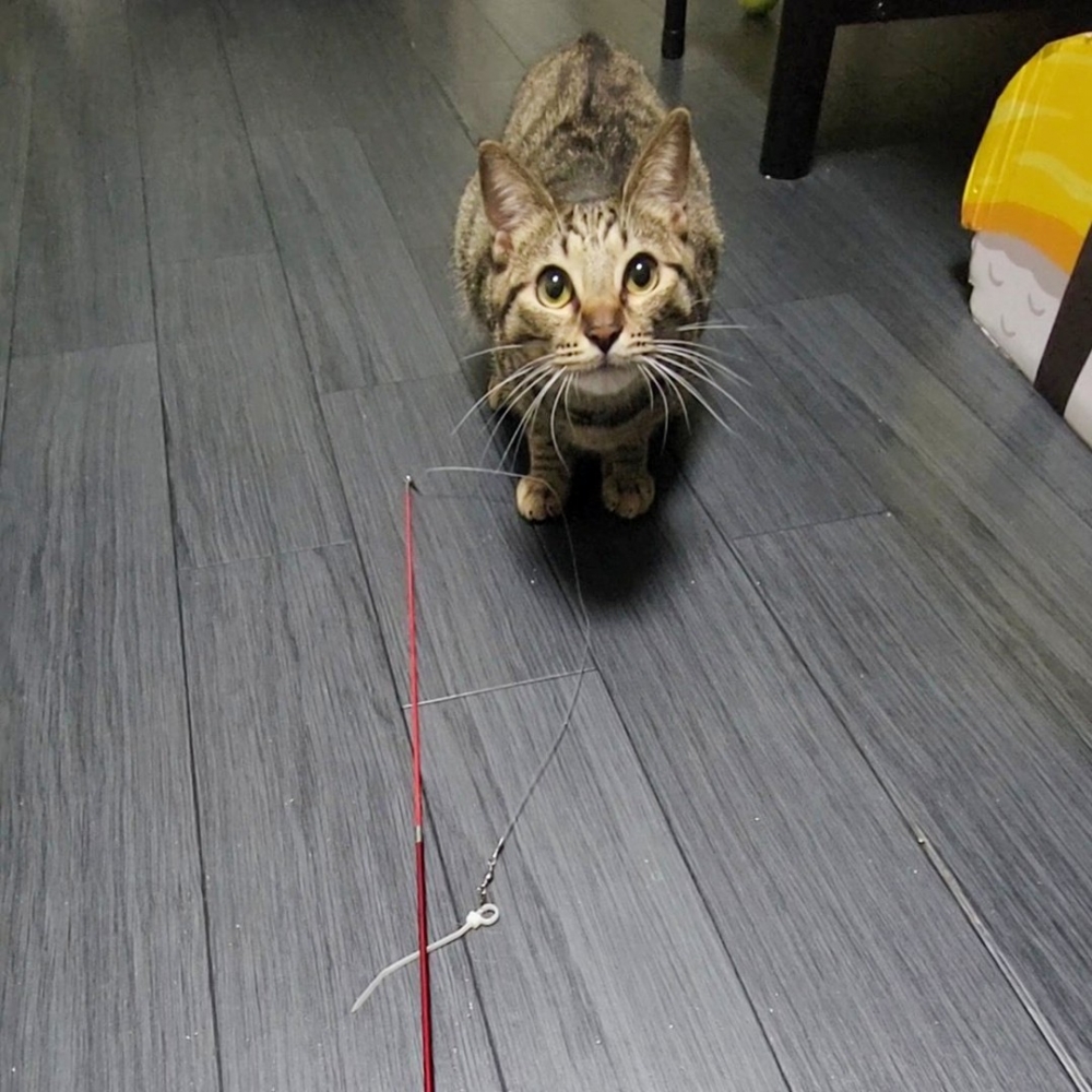 喵：「朕弄斷了～嘻嘻！」