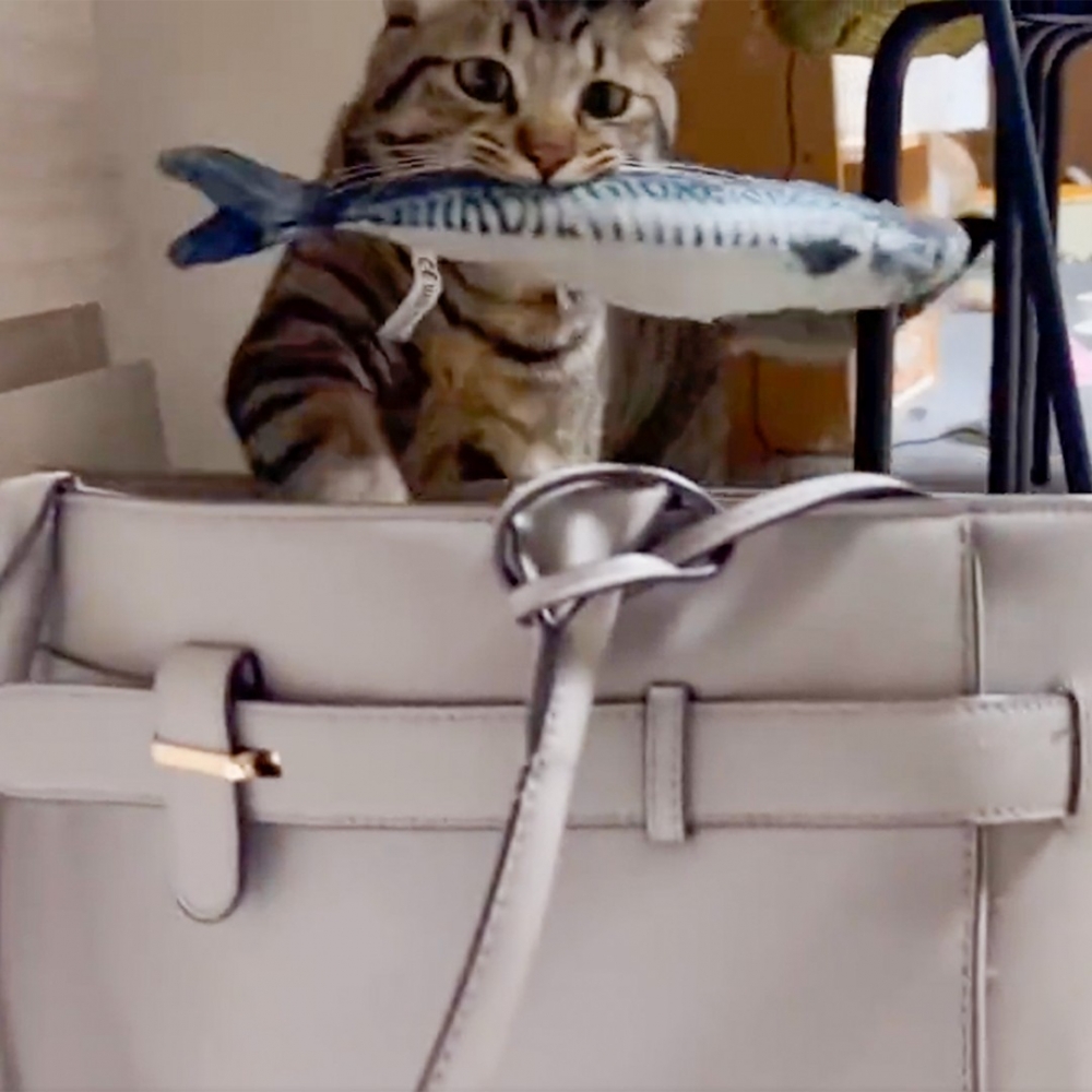 喵:「奴才看到應該會很哈皮吧~」