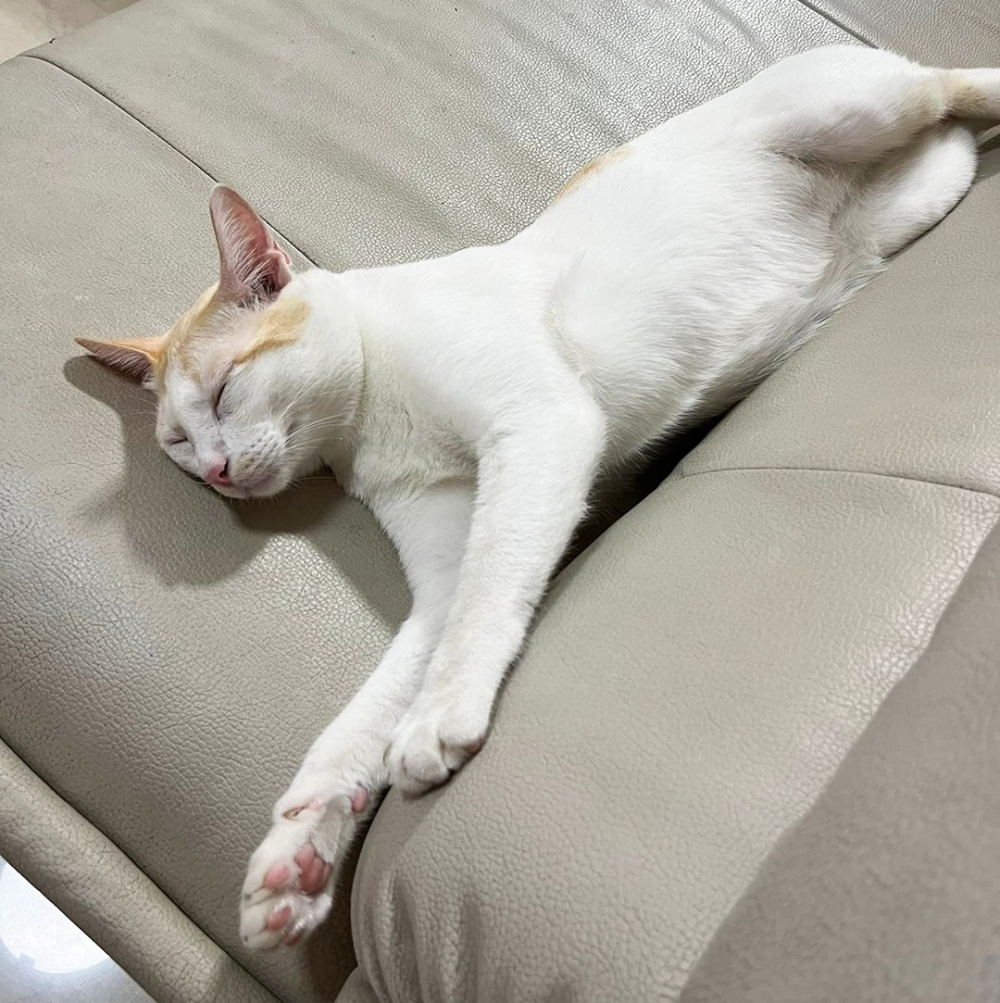 喵：「撓累了就可以休息～好沙發！」