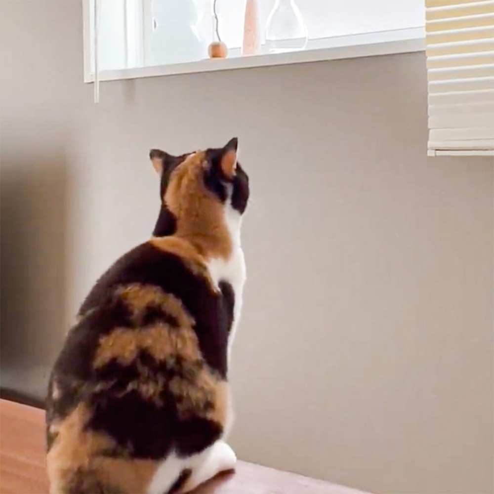 喵：「給你看朕的厲害?」