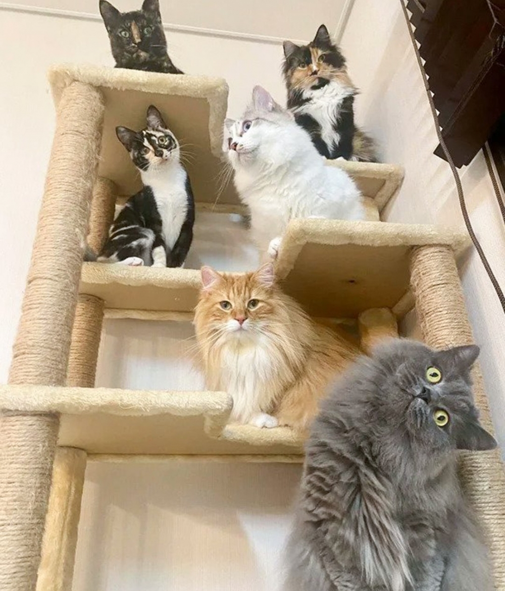 奴才：「割讓貓爬架，保天下太平」