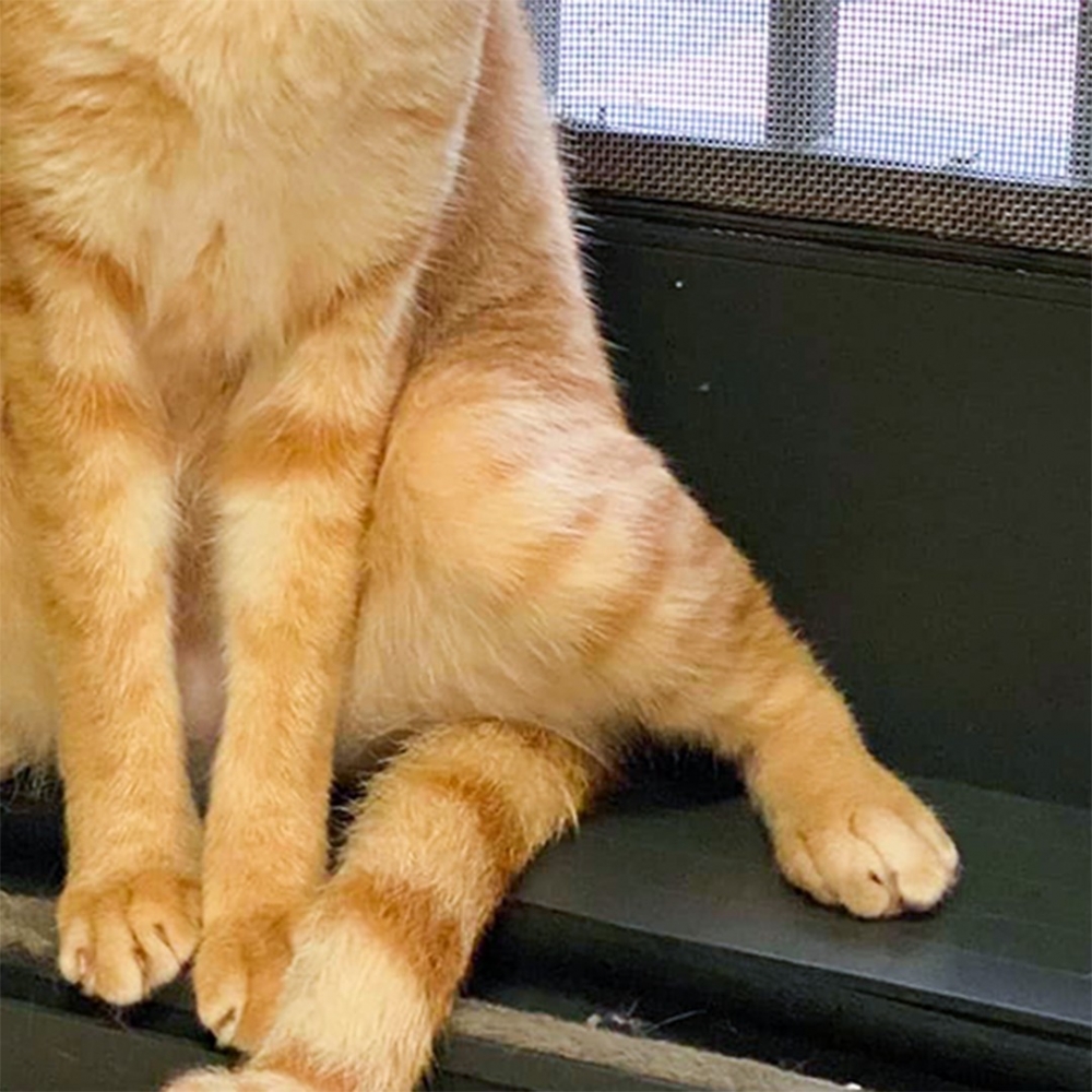 喵：「都是小尾不配合啦！」