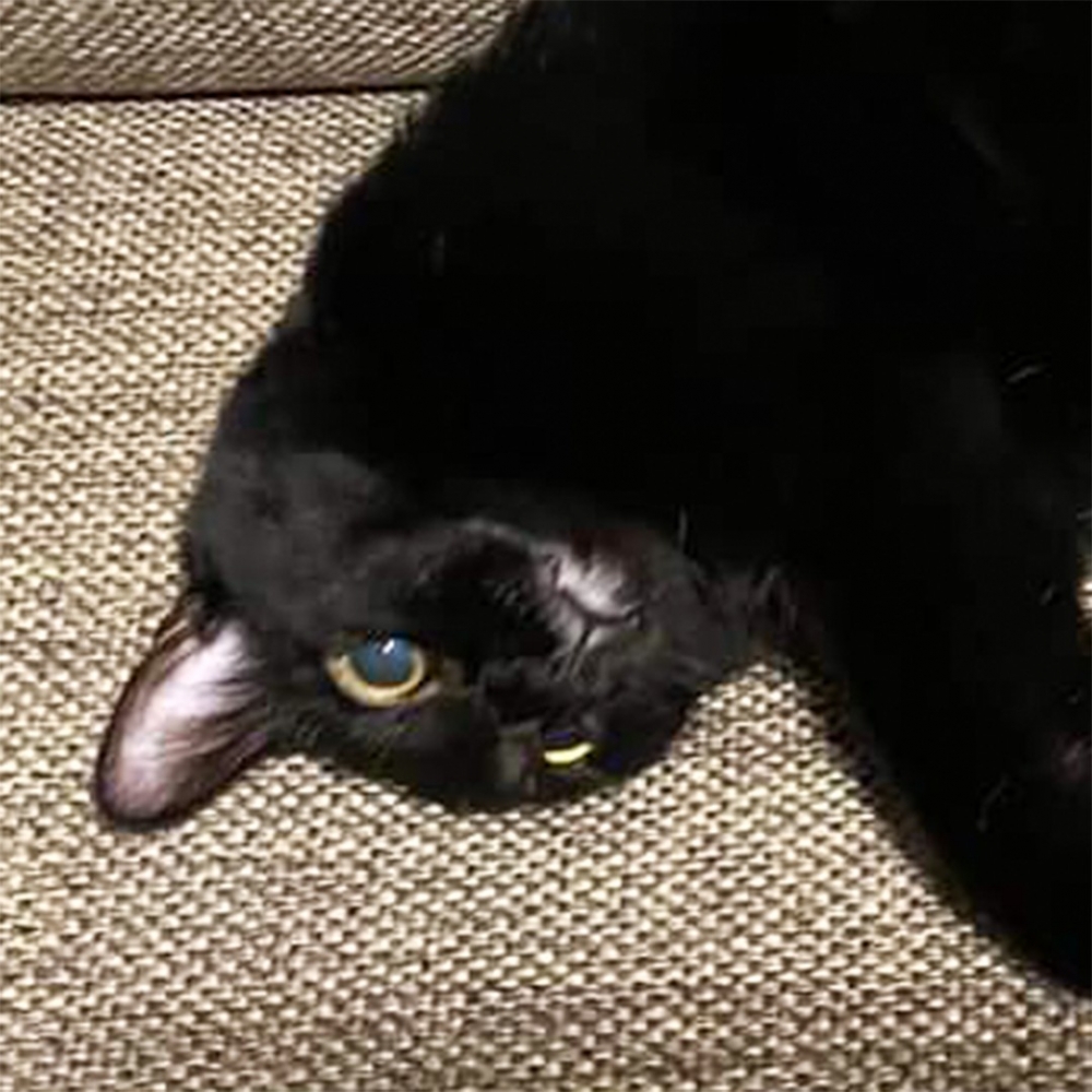 驚恐的小眼神隨時在線～