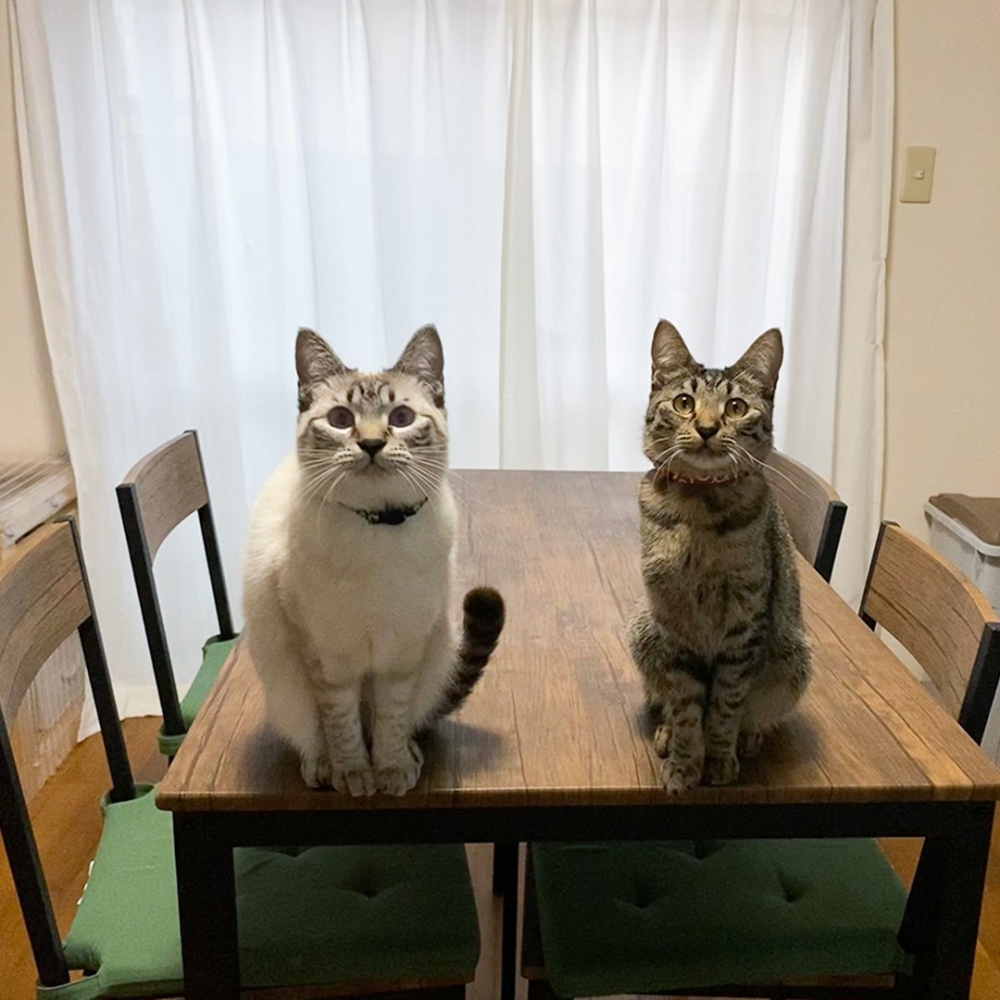 喵x2：「都沒有帶回來嗎？沒關係～歡迎回家！」