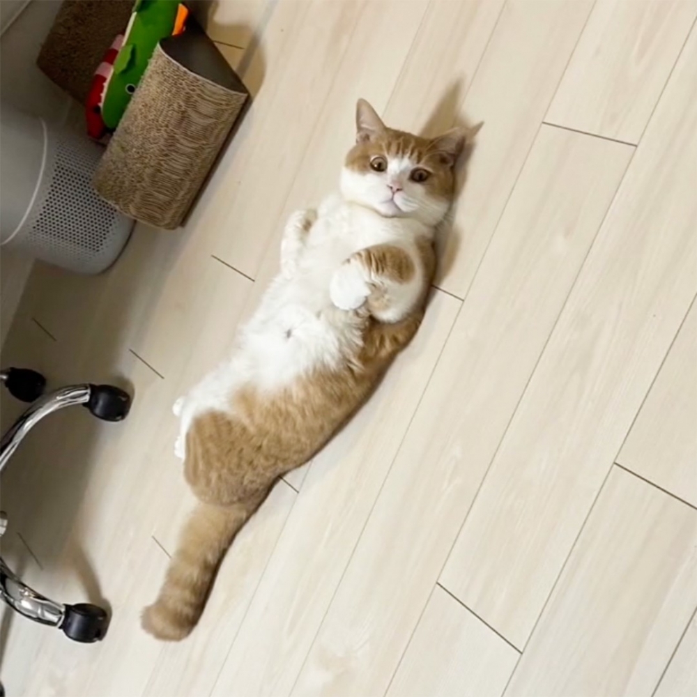 喵：「這是窩最放鬆的樣子～（可愛）」