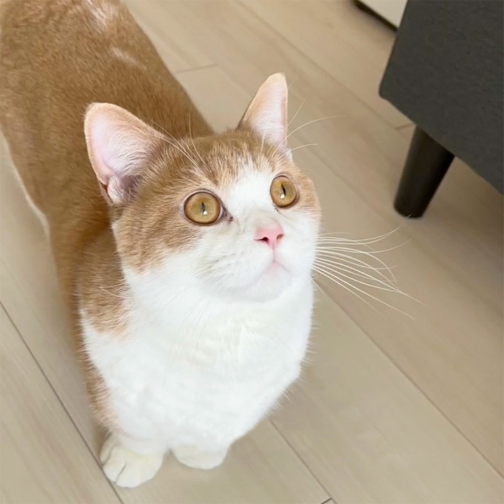 喵：「窩想要一個抱抱～」