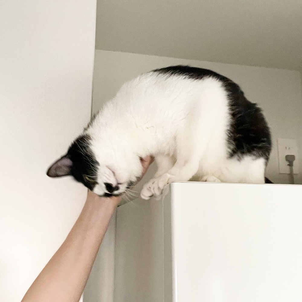 奴才：「被蹭蹭了！大為感動！！！」