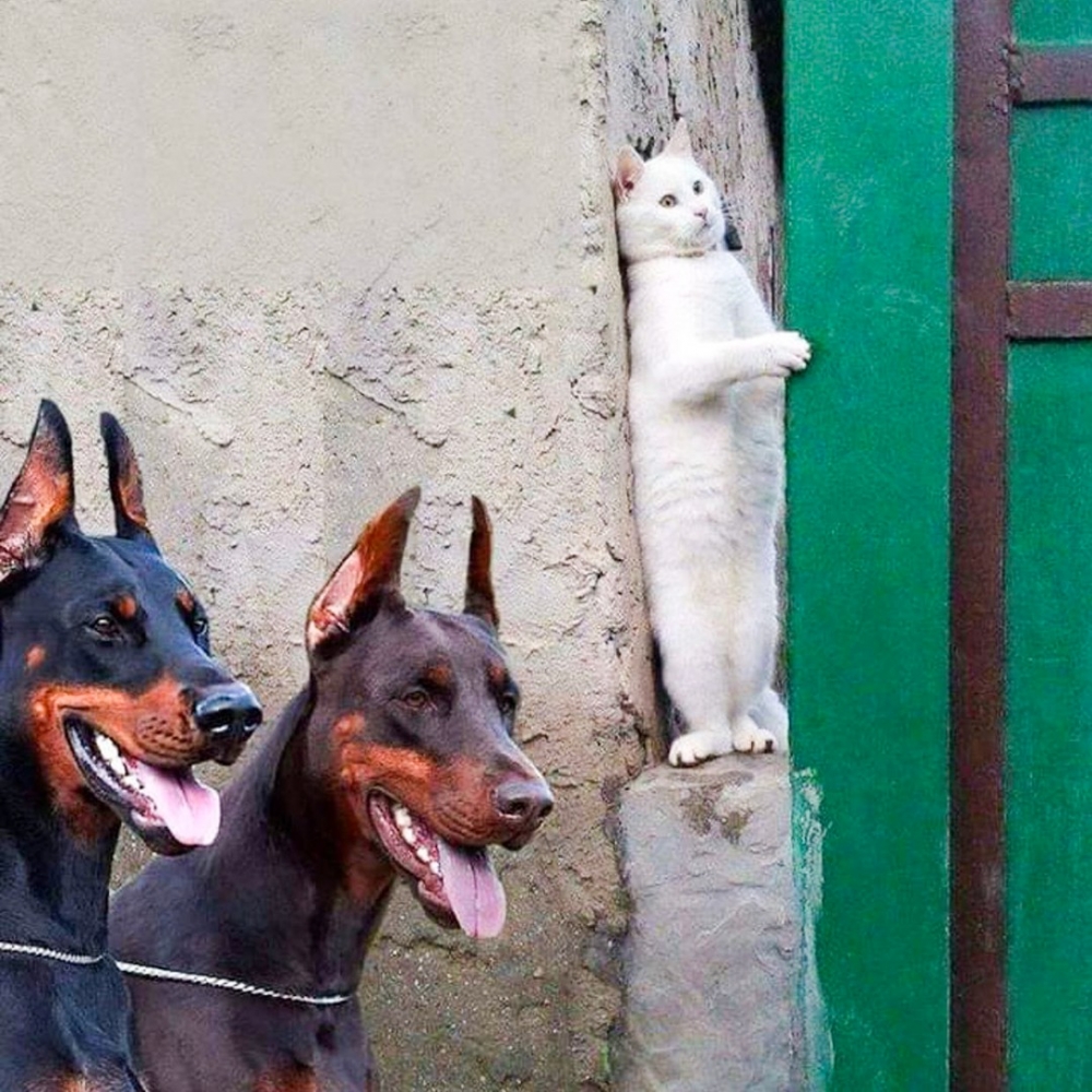 喵：「這幕表情要驚恐些，朕會了！」