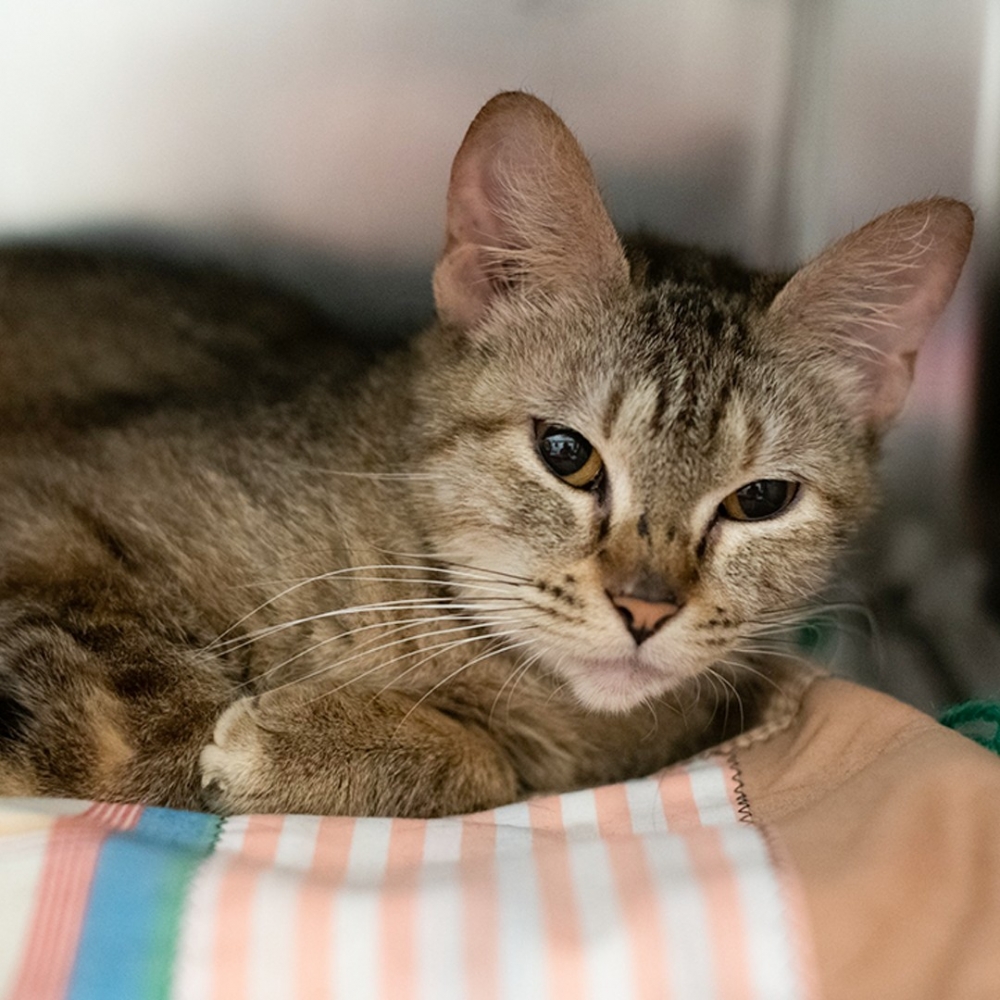 FB/@Animal Humane Society