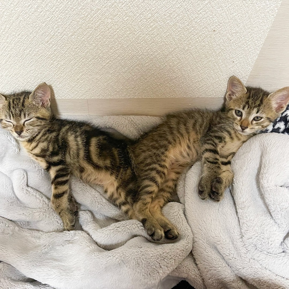 喵：「今天又搞破壞了～晚安啦！」