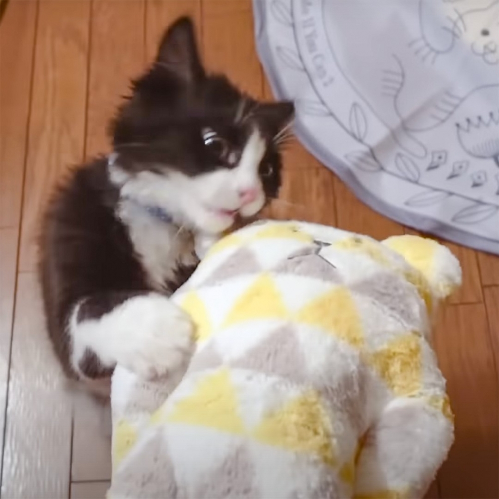 喵：「找到了！窩的熊熊在這裡！」