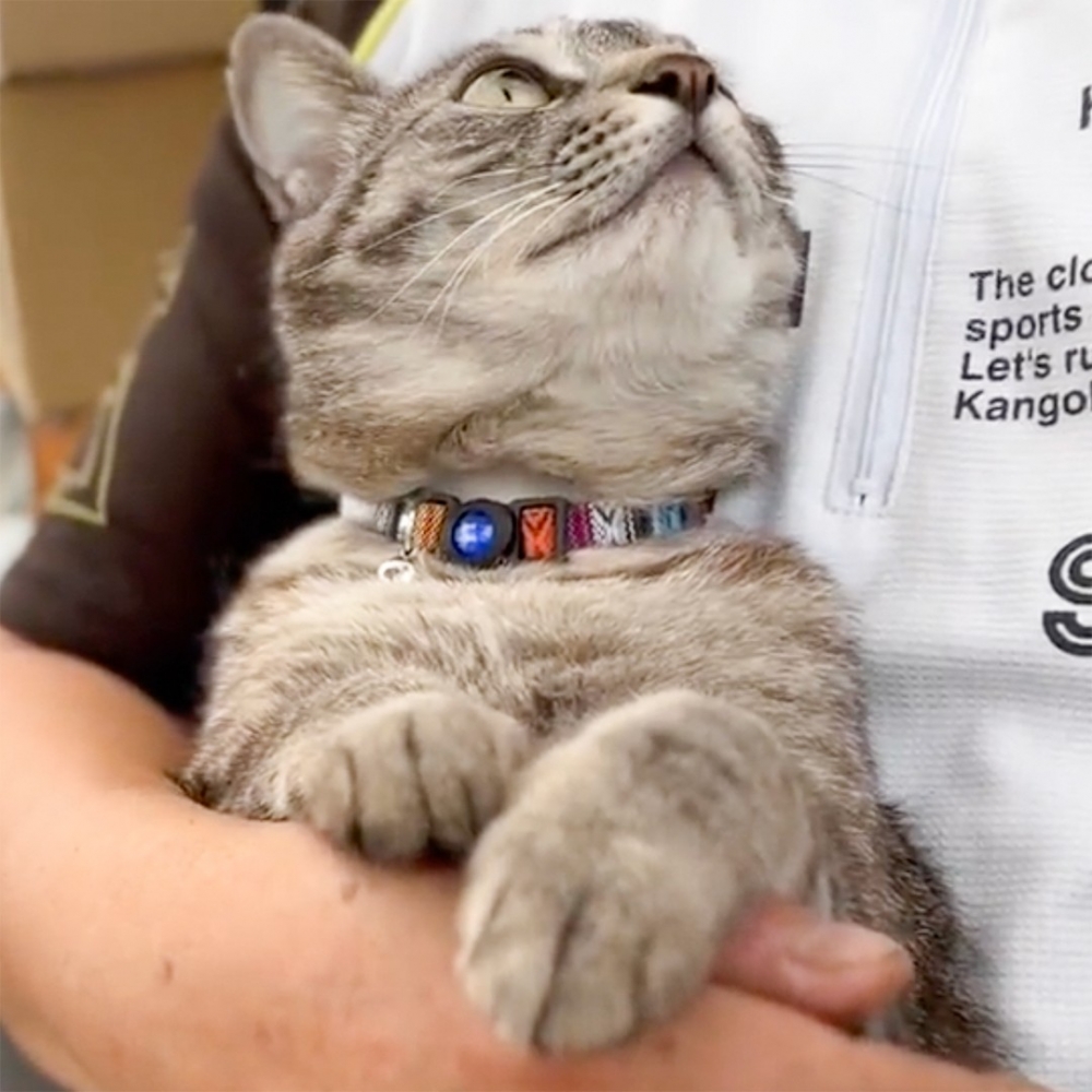 喵：「讓朕瞧瞧是哪個混蛋！」