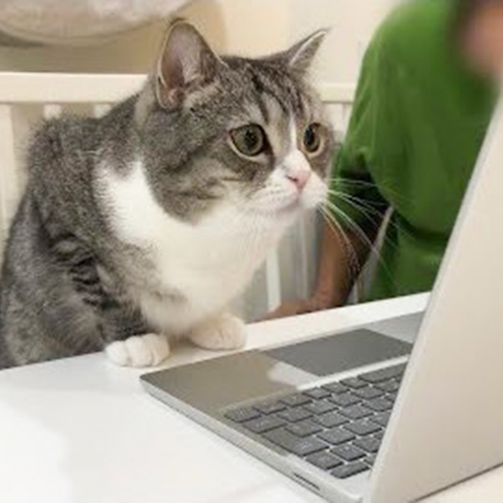 喵：「你怎麼被困在裡面了？！」