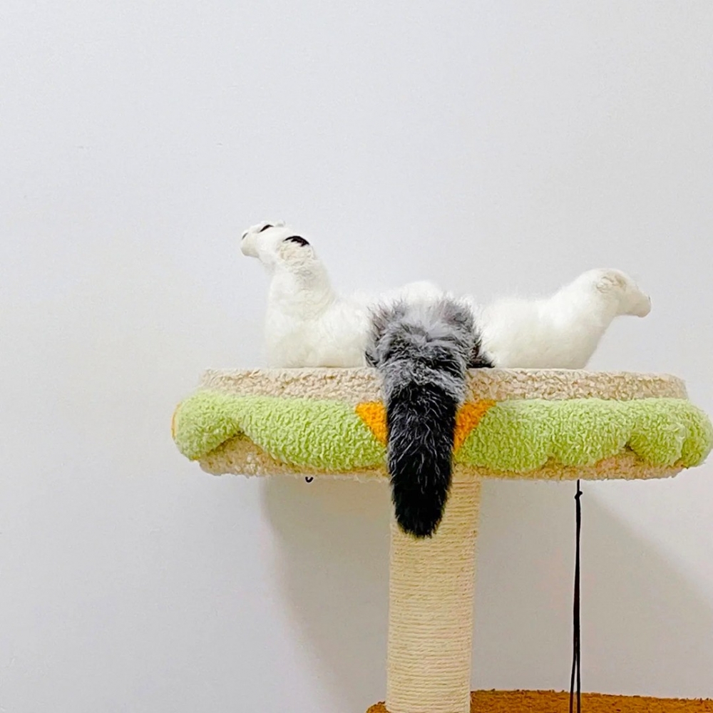 奴才：「這是什麼奇怪的東西？」