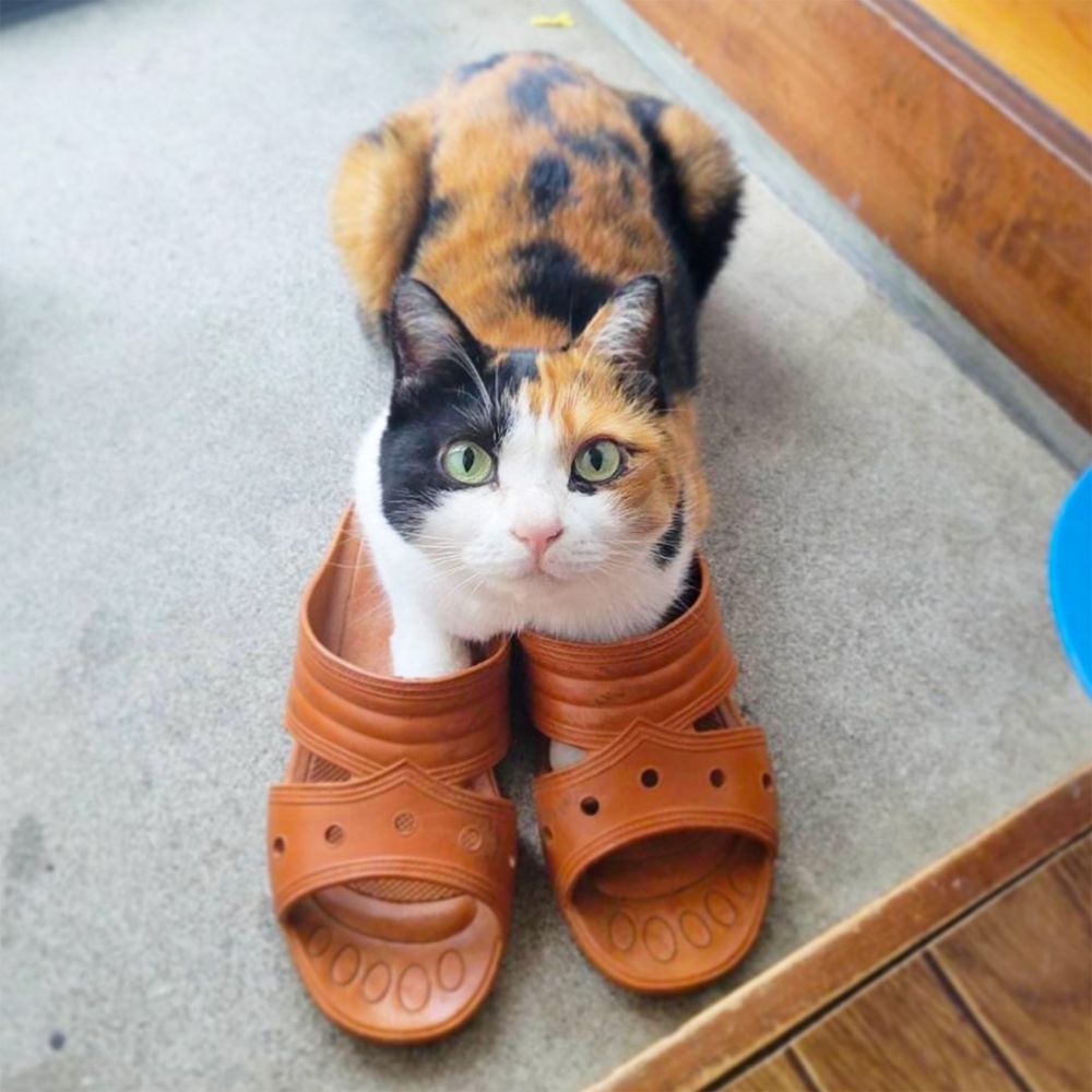 喵：「歡迎回來奴才～～」