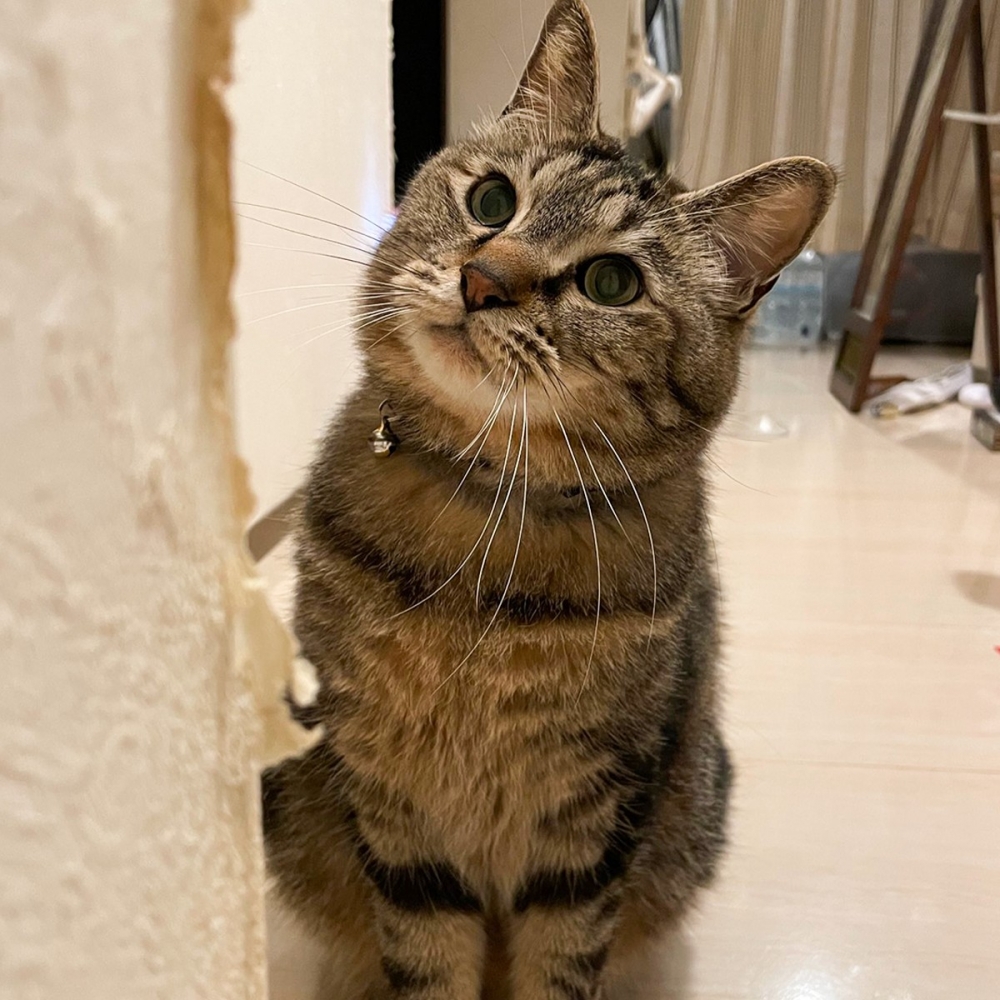 喵：「都是貓床太脆弱了啦～」