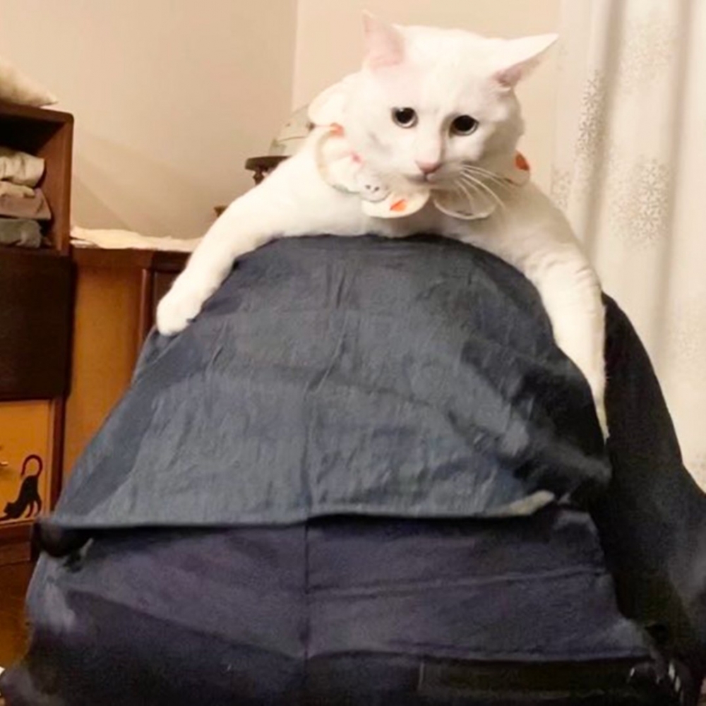 奴才:「你最近是不是偷吃乾乾了,好重···」