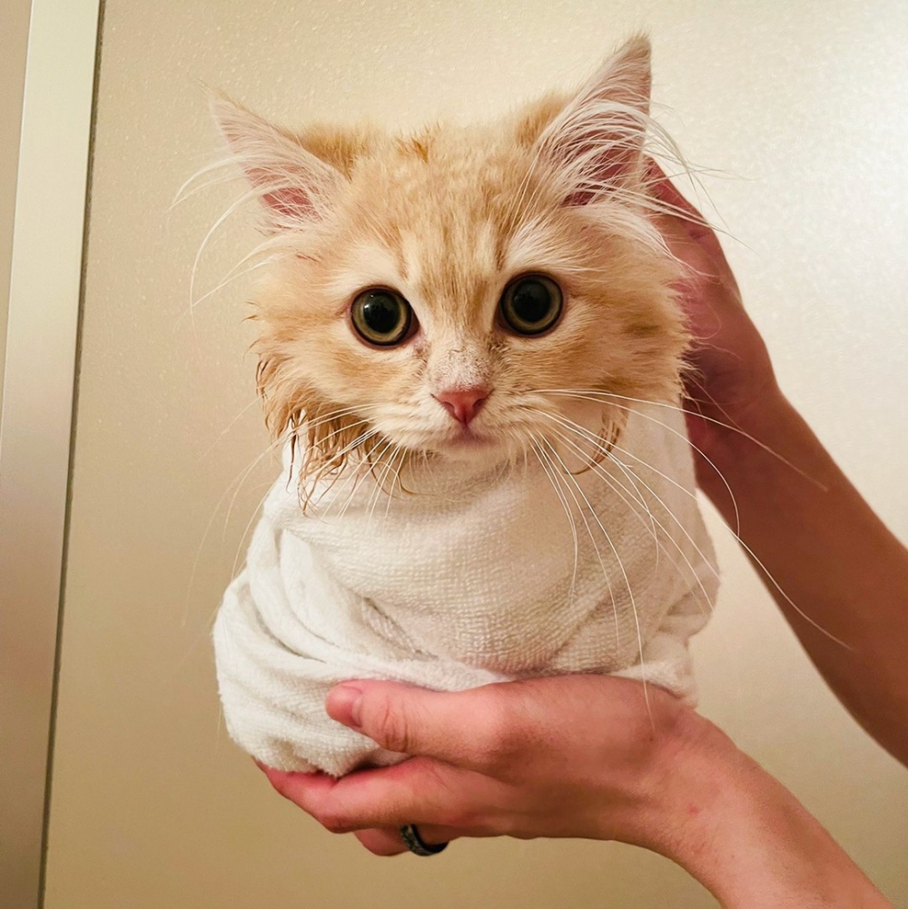 喵：「擺脫洗香香大魔王了～」