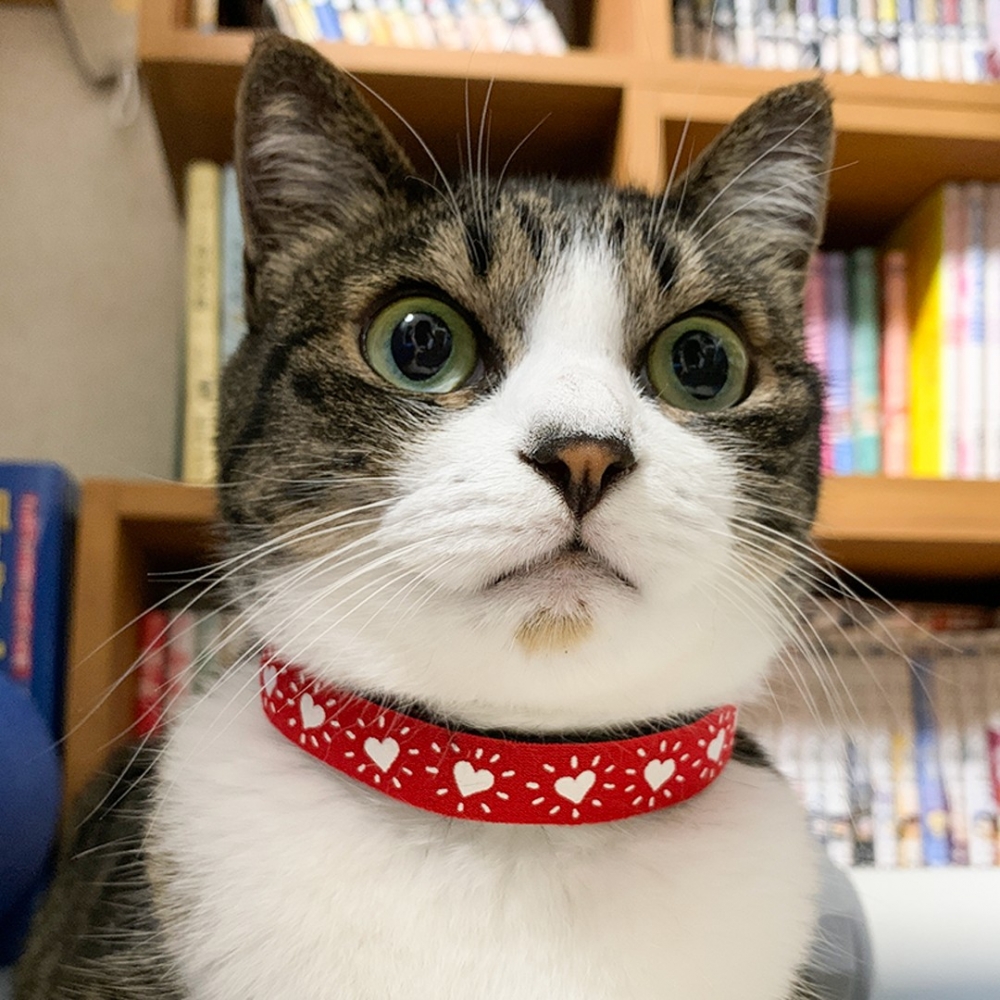 奴才：「已經檢舉了！」