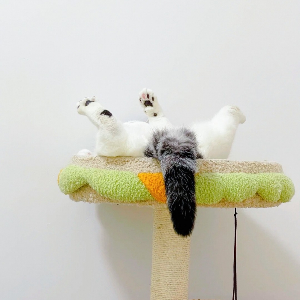 「度估喵」露出的的腳腳+1