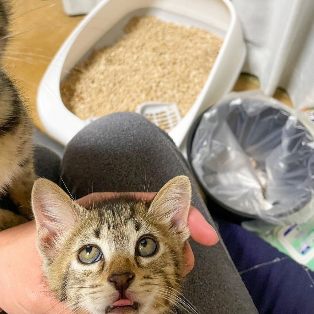 奴才：「清蒸喵喵好呢？還是紅燒喵喵？」