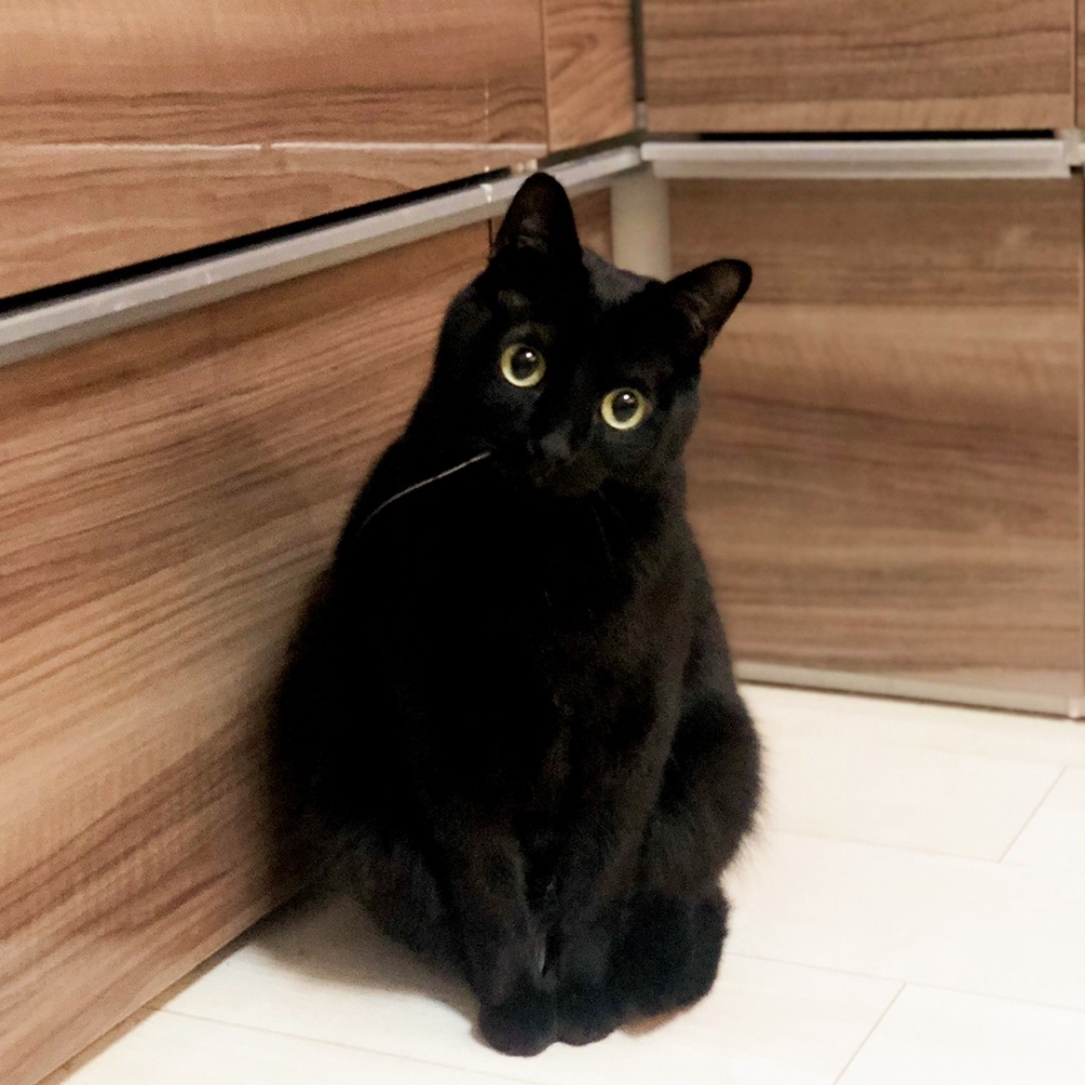 喵：「實話說，朕覺得是奴才技術的鍋～」