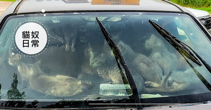 47隻貓咪擠車內極危險！拮据奴才不忍棄養，被高溫驚醒懸崖勒馬終求助險釀悲劇