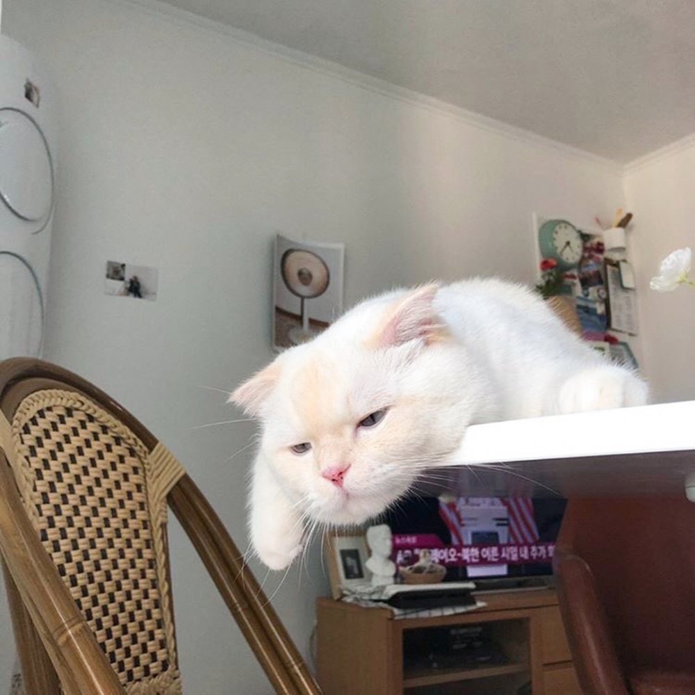 喵:「今天要怎樣偷多點幹幹呀~貓咪煩惱」