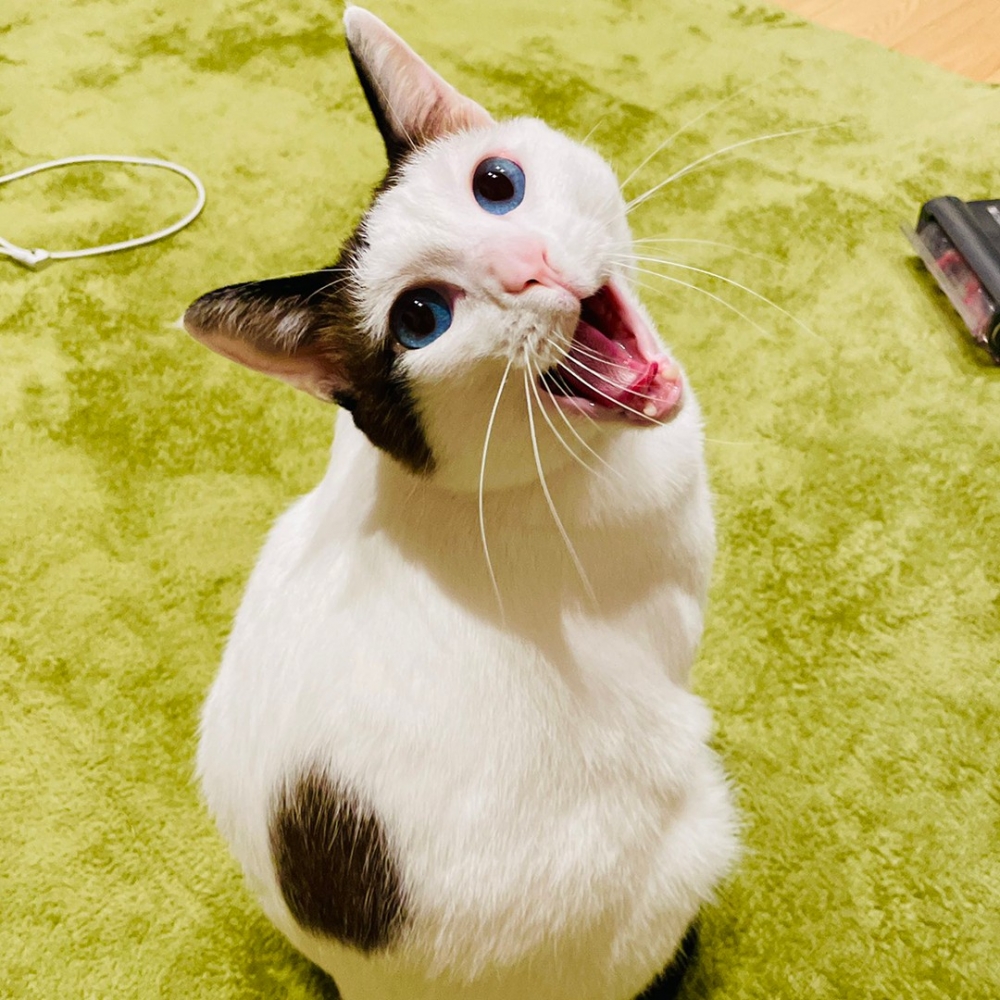 奴才:「好!可!愛!」