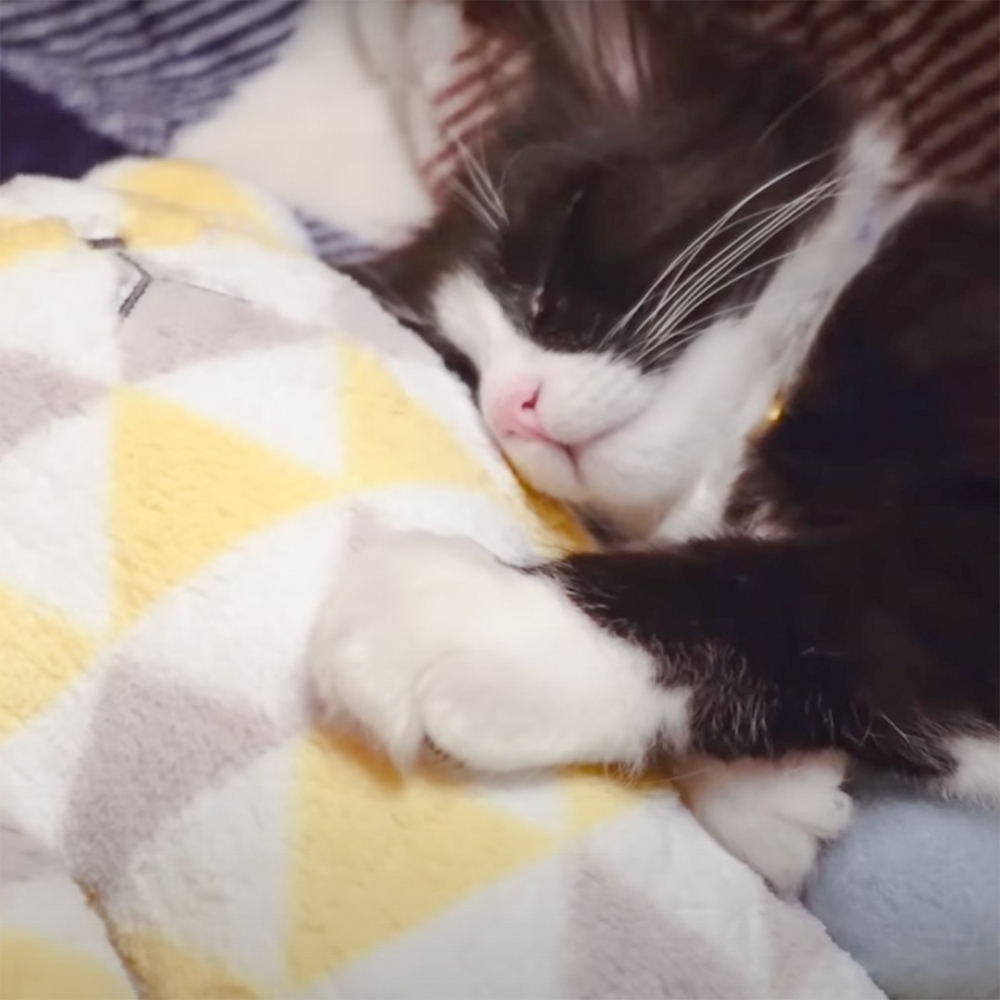 熊：「我才是最得寵的～哇哈哈哈」